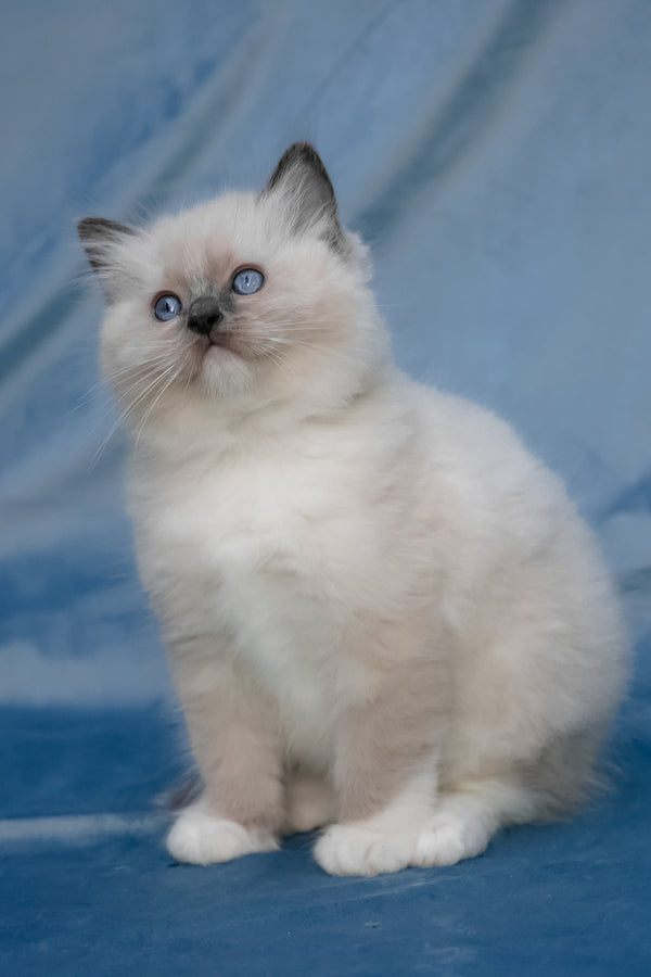 Swadow | Ragdoll Kitten
