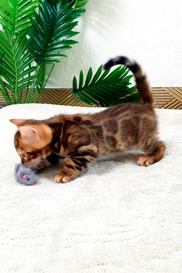 Agronom | Bengal Kitten
