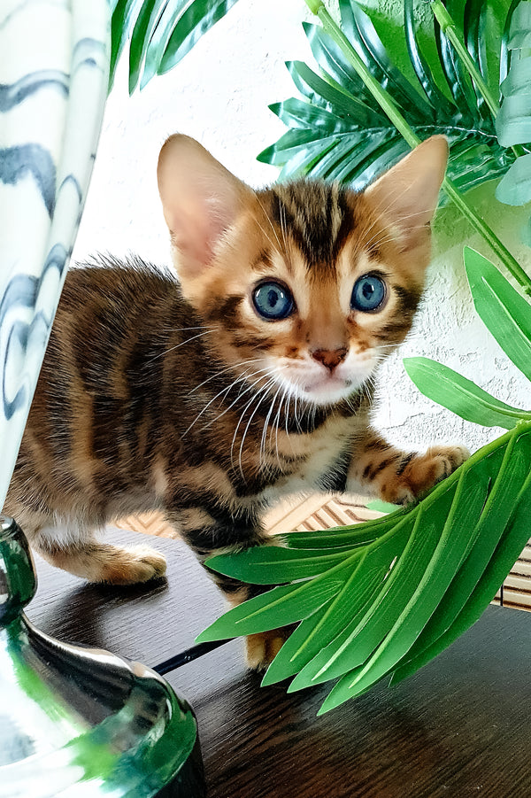 Agronom | Bengal Kitten