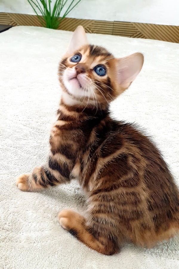 Agronom | Bengal Kitten