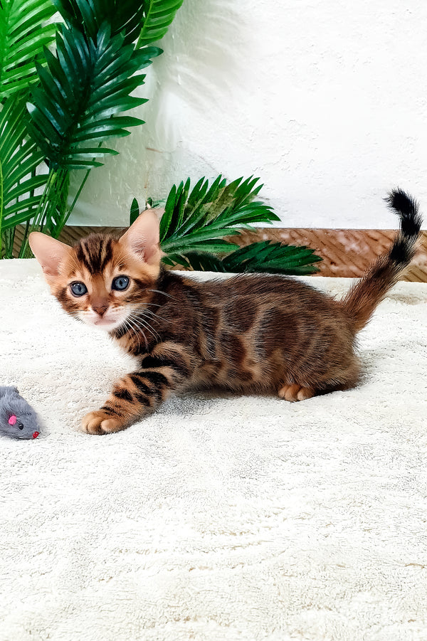 Agronom | Bengal Kitten