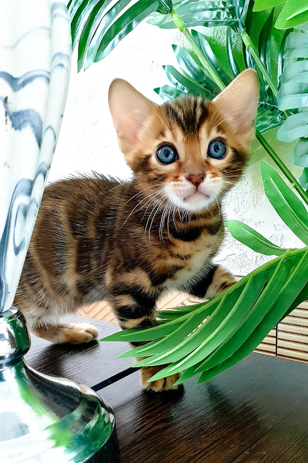 Agronom | Bengal Kitten