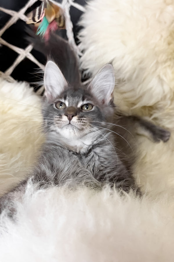 Talisman | Maine Coon Kitten