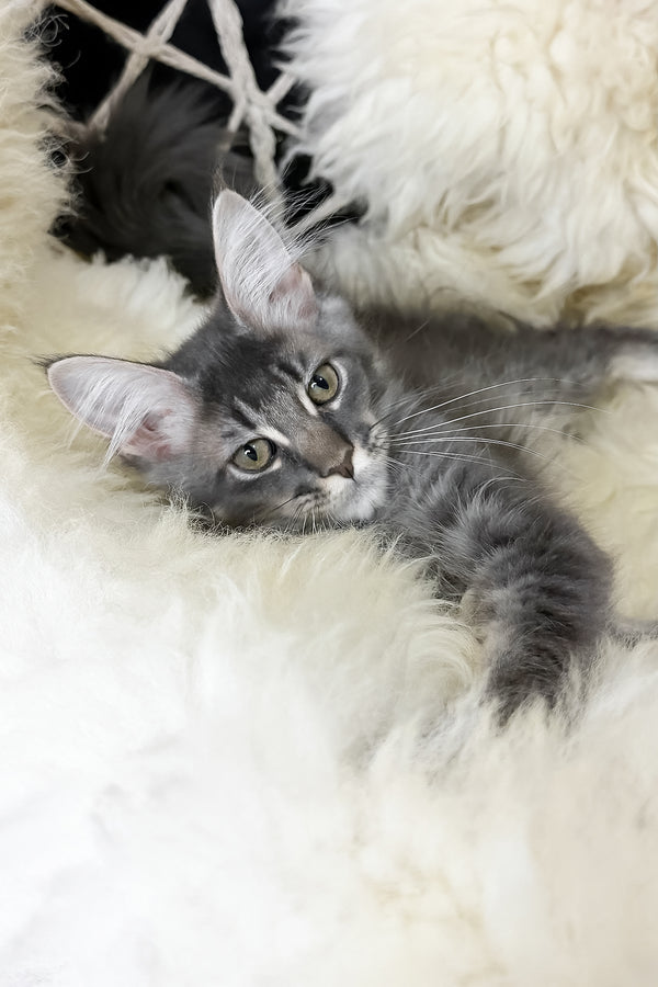 Talisman | Maine Coon Kitten