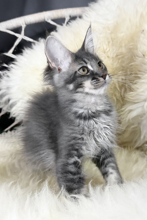 Talisman | Maine Coon Kitten
