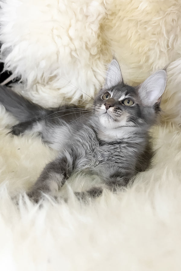 Talisman | Maine Coon Kitten