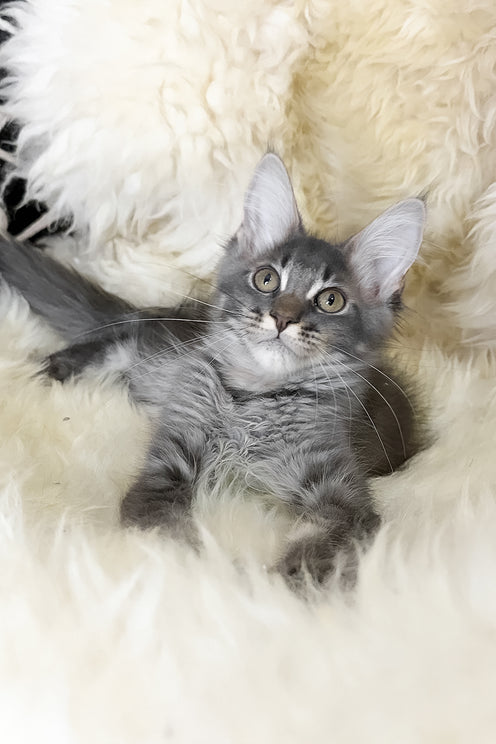 Talisman | Maine Coon Kitten