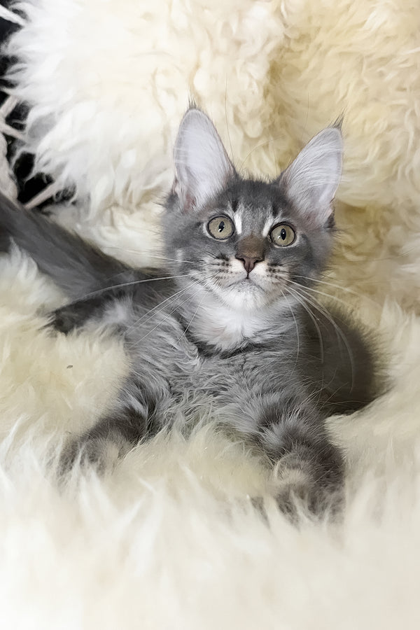 Talisman | Maine Coon Kitten
