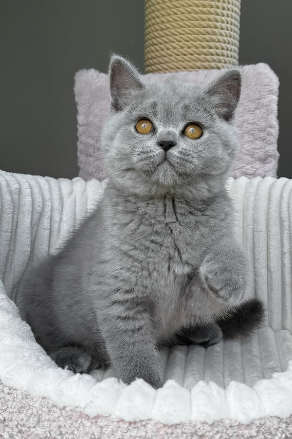 Tamara | Scottish Straight Kitten