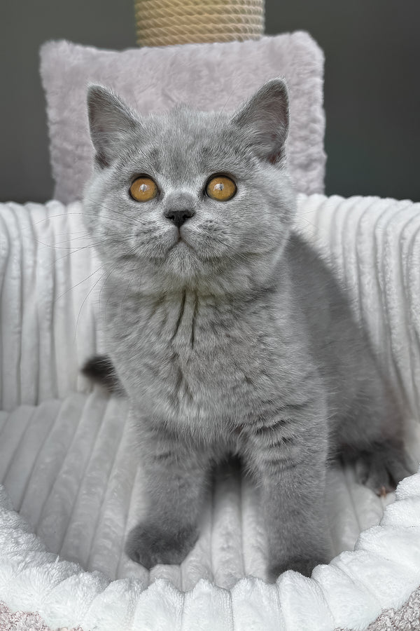 Tamara | Scottish Straight Kitten