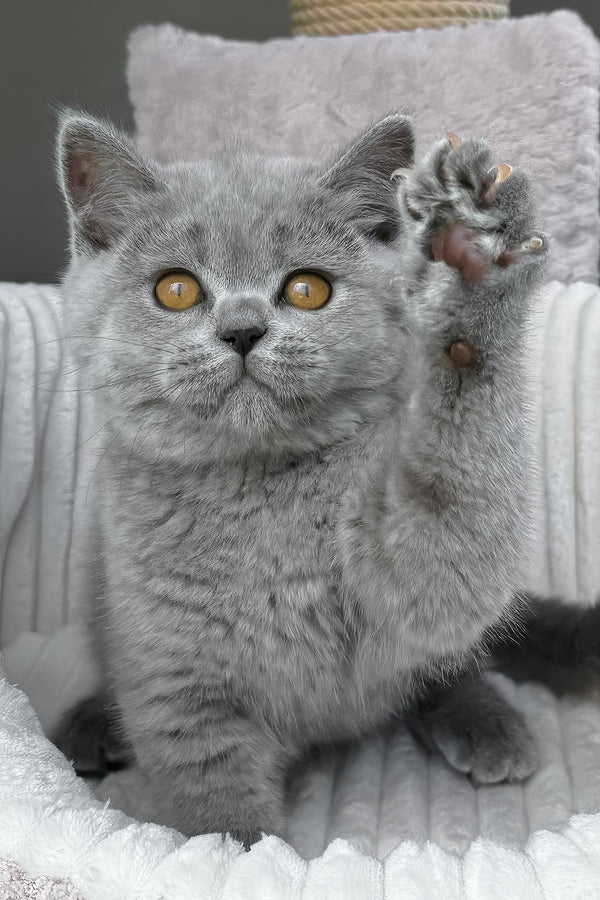 Tamara | Scottish Straight Kitten