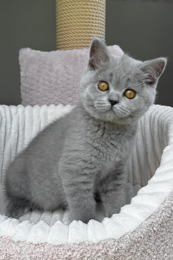 Tamara | Scottish Straight Kitten
