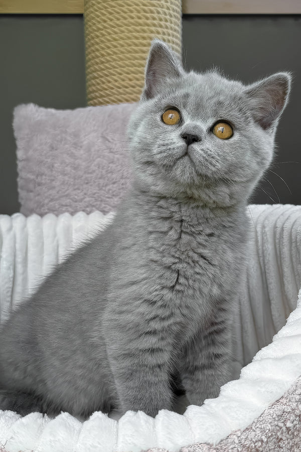 Tamara | Scottish Straight Kitten