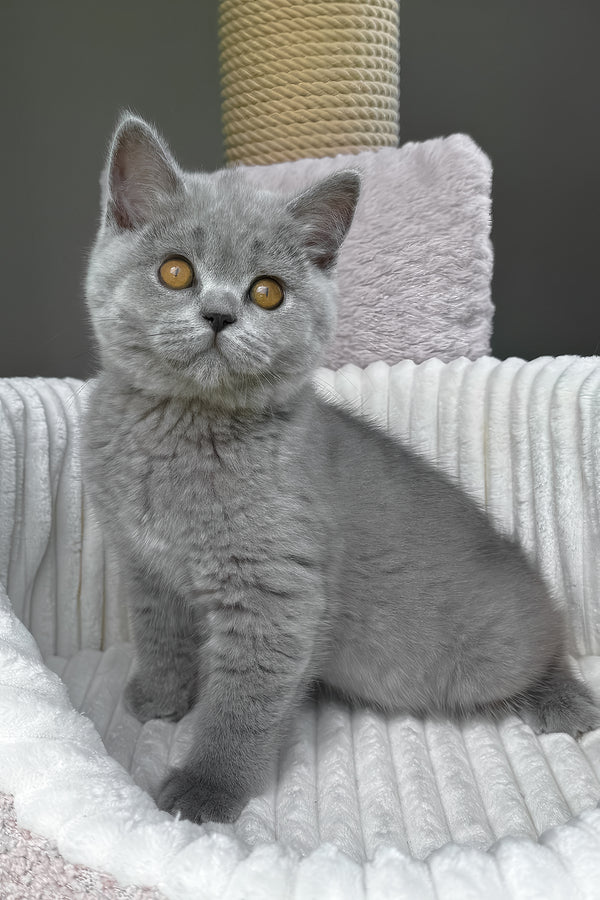 Tamara | Scottish Straight Kitten