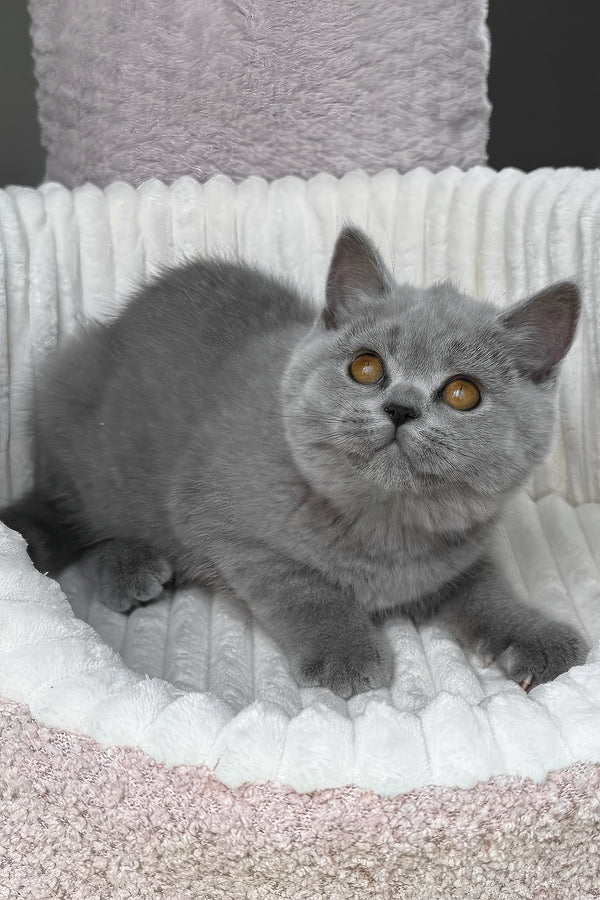 Tamara | Scottish Straight Kitten