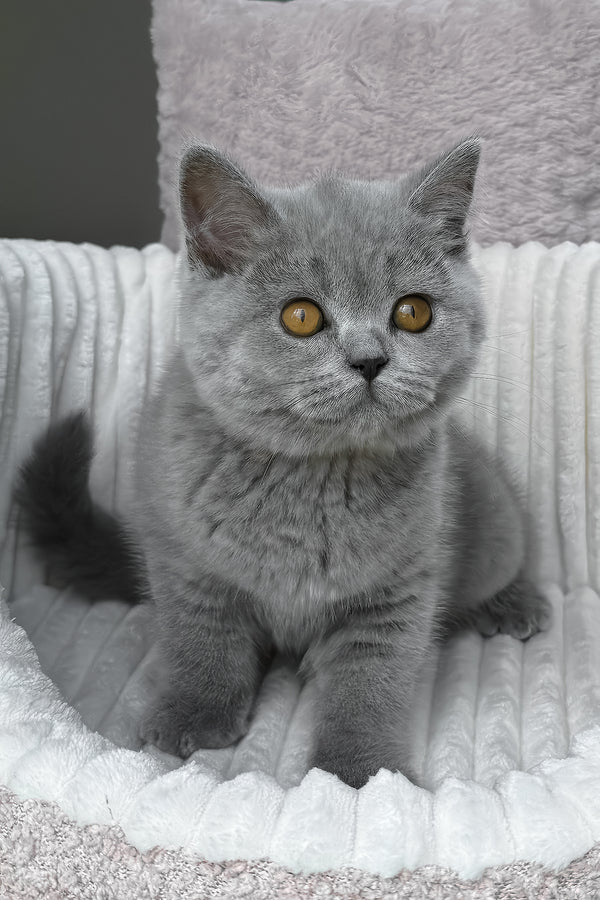 Tamara | Scottish Straight Kitten