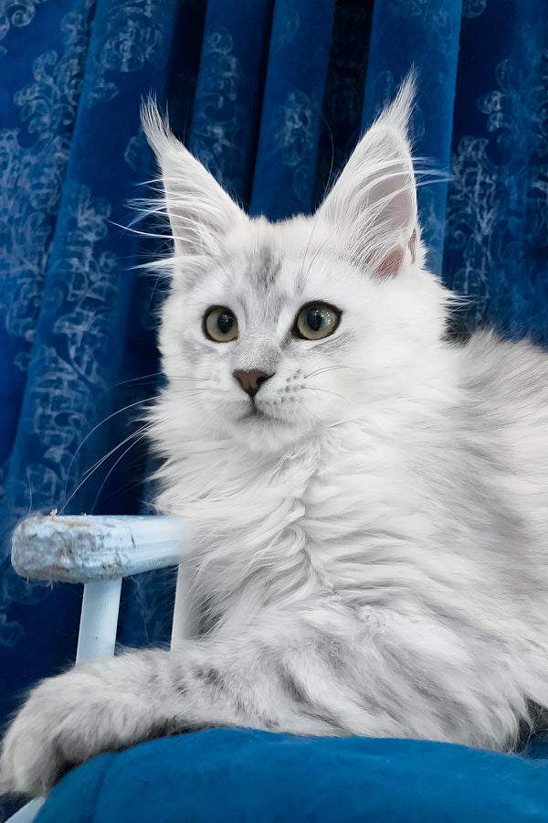 Tacoma | Maine Coon Kitten