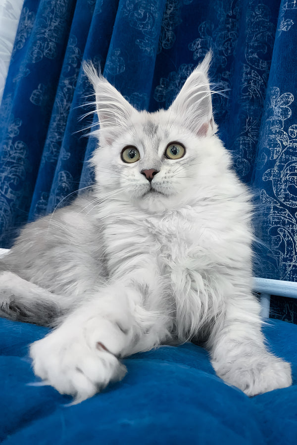 Tacoma | Maine Coon Kitten