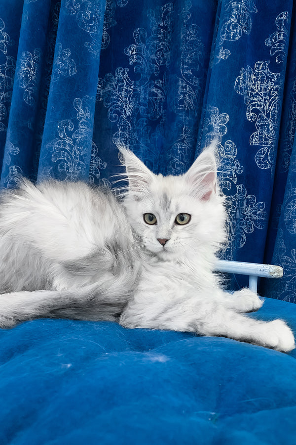 Tacoma | Maine Coon Kitten