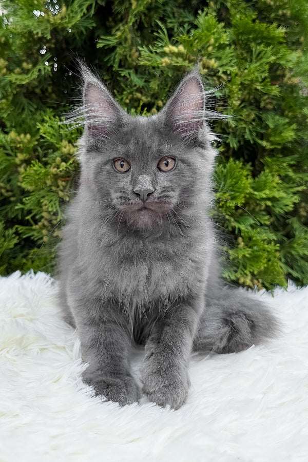 Tanya | Maine Coon Kitten