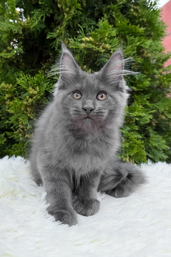 Tanya | Maine Coon Kitten