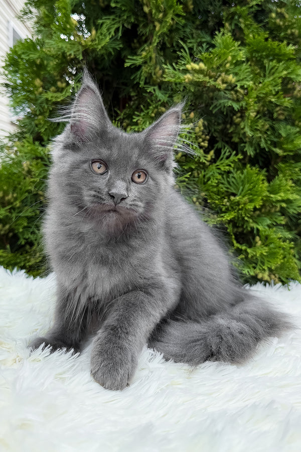 Tanya | Maine Coon Kitten