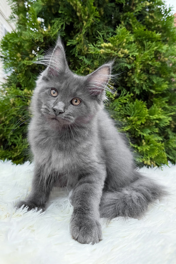Tanya | Maine Coon Kitten