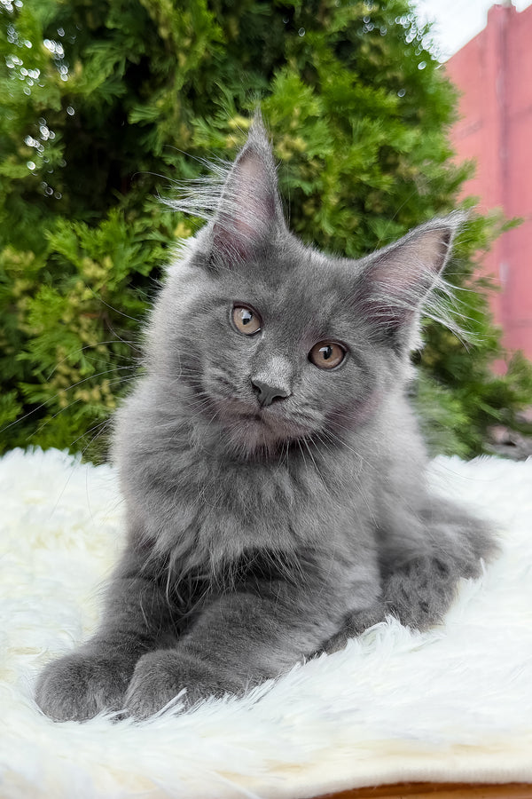 Tanya | Maine Coon Kitten