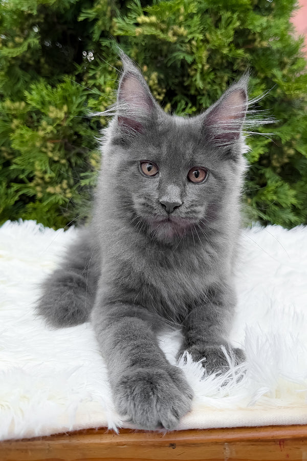 Tanya | Maine Coon Kitten