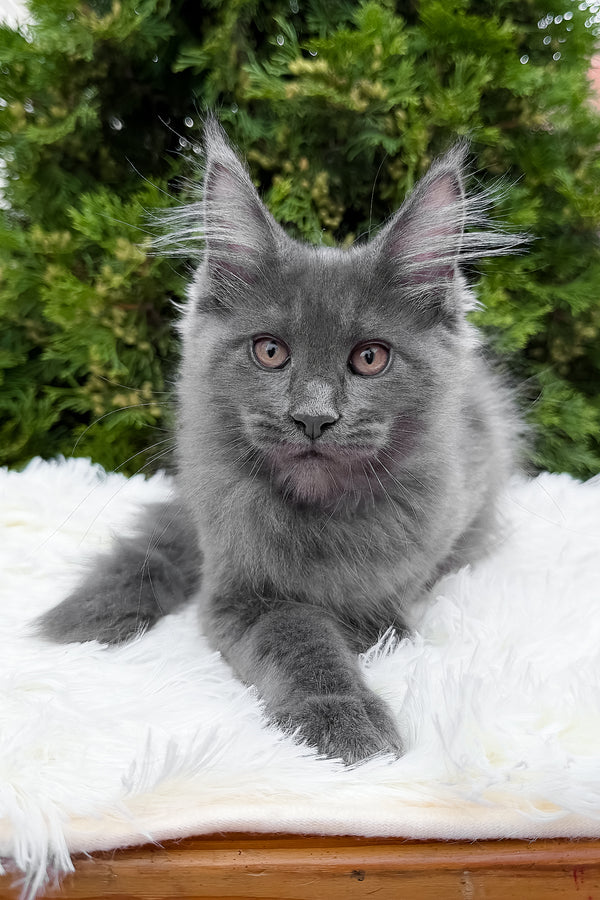 Tanya | Maine Coon Kitten
