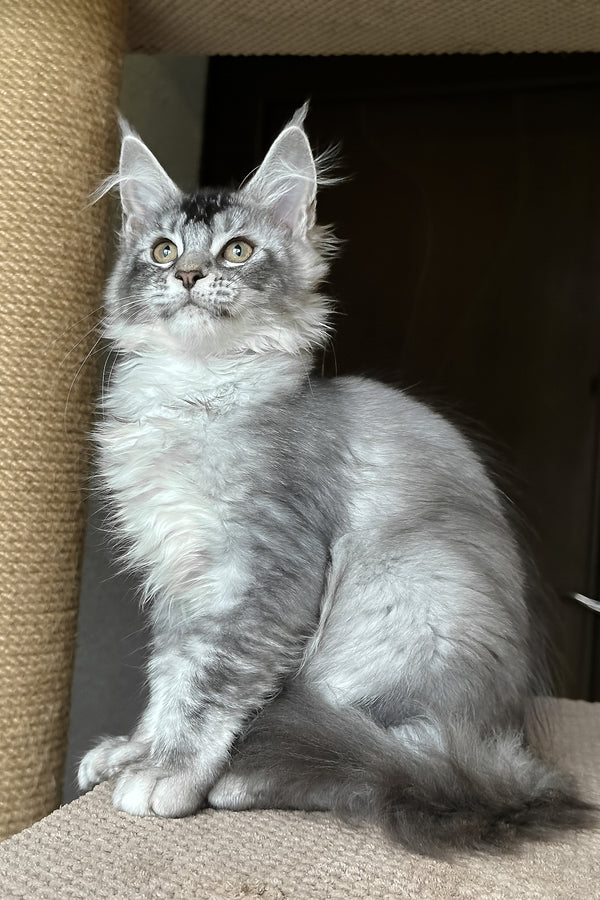 Taormina | Maine Coon Kitten