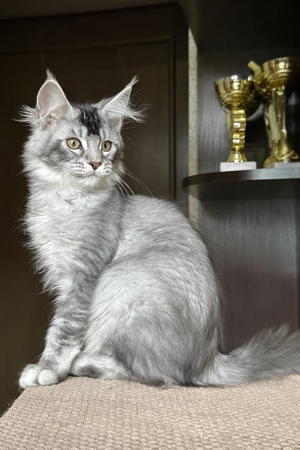 Taormina | Maine Coon Kitten