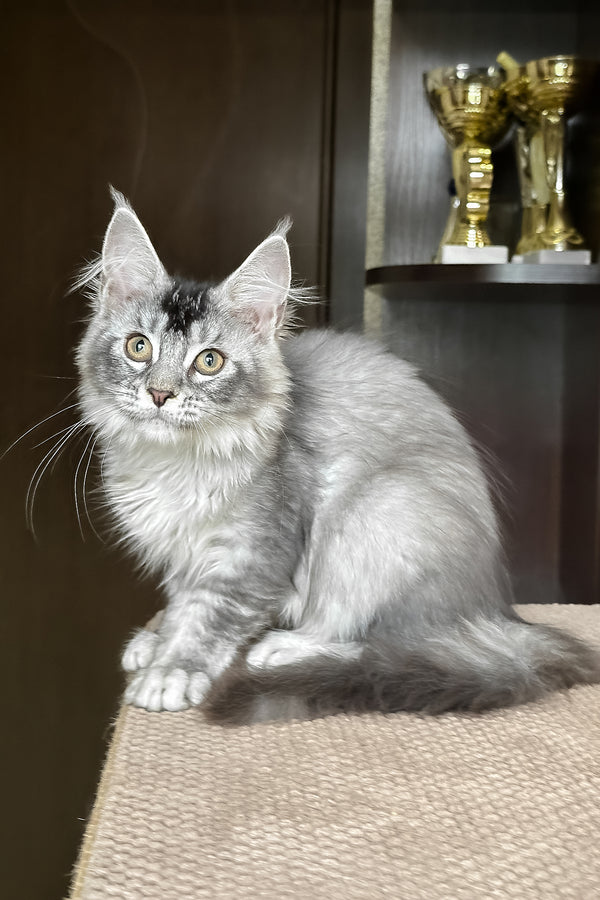 Taormina | Maine Coon Kitten