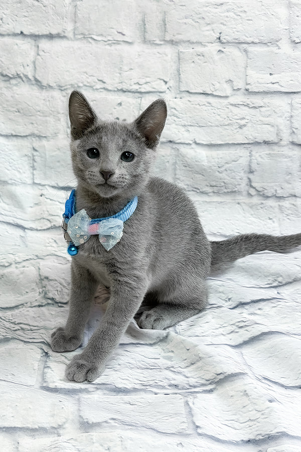 Tavor | Russian Blue Kitten