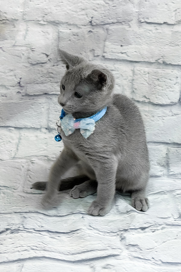 Tavor | Russian Blue Kitten