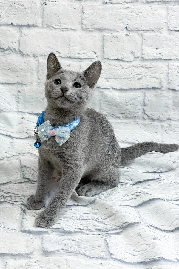 Tavor | Russian Blue Kitten