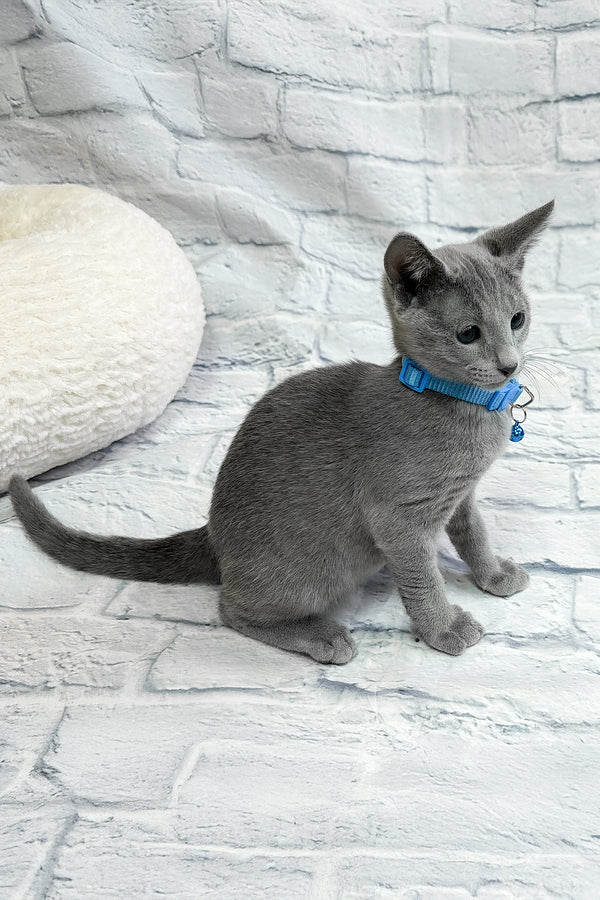 Tavor | Russian Blue Kitten