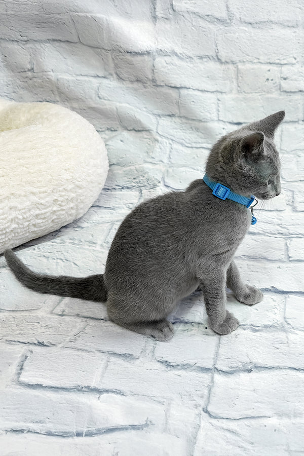 Tavor | Russian Blue Kitten