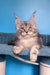 Tayna | Maine Coon Kitten