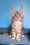Tayna | Maine Coon Kitten