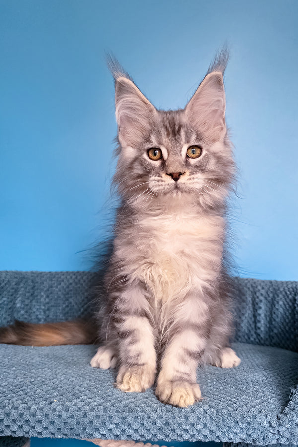 Tayna | Maine Coon Kitten