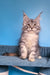Tayna | Maine Coon Kitten