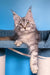 Tayna | Maine Coon Kitten