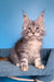 Tayna | Maine Coon Kitten