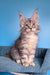 Tayna | Maine Coon Kitten