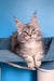 Tayna | Maine Coon Kitten