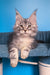 Tayna | Maine Coon Kitten