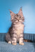 Tayna | Maine Coon Kitten
