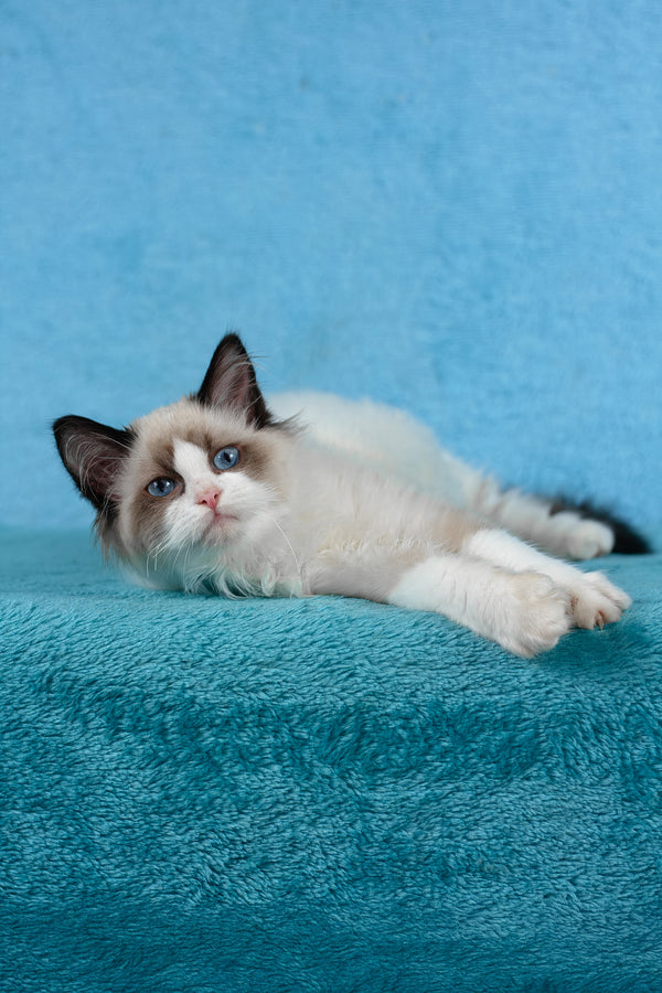 Teddy | Ragdoll Kitten