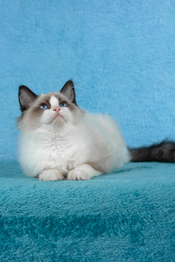 Teddy | Ragdoll Kitten